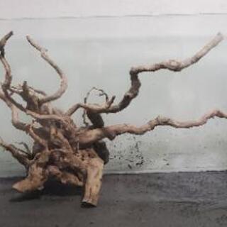 大型流木 75cm