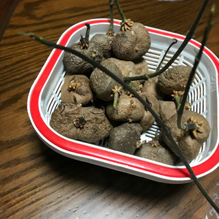 【締切ました】エアーポテト「宇宙芋」種芋