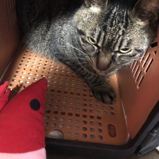7才雄、レオンです。