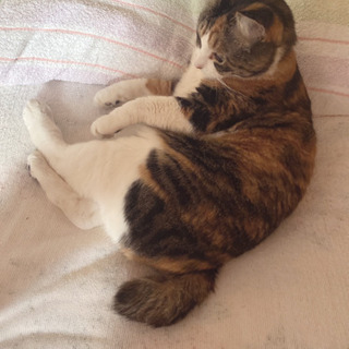 函館市で猫を探しています。