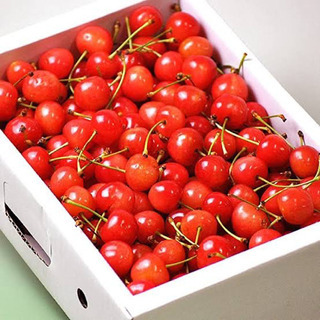 急募‼️さくらんぼ🍒仕分け作業 5/10締切