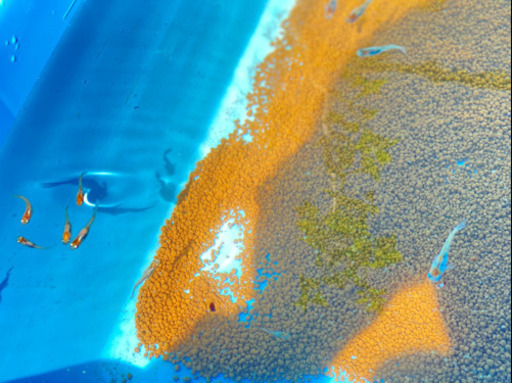 三色透明鱗10匹