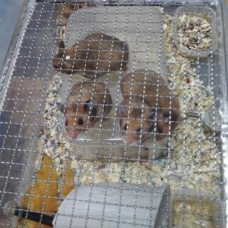 ミックス黒と茶系ゴールデンハム♂受付終了