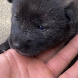 母親は1歳半の甲斐犬ですが父親がわかりません − 長崎県