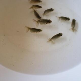 ピンポンパール らんちゅう 各サイズ🐟