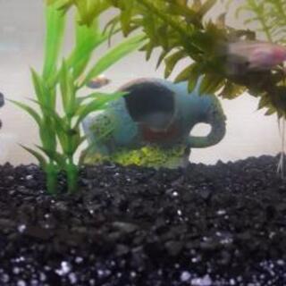 メダカ関係
