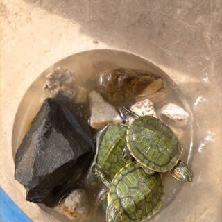 ミドリガメの赤ちゃん