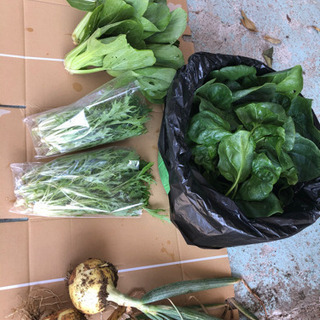 朝取れ野菜セット