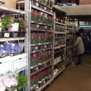 アルバイト募集中！　お花の値札貼り　お花の仕分け作業！　綺麗なお花に囲まれて一緒にお仕事しませんか？の画像
