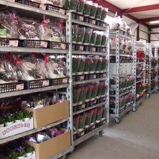 アルバイト募集中！　お花の値札貼り　お花の仕分け作業！　綺麗なお花に囲まれて一緒にお仕事しませんか？の画像