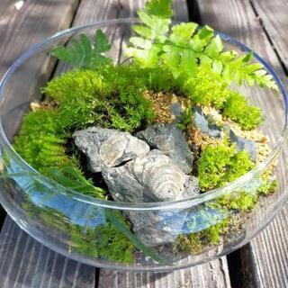8900万年前の化石⑪、苔テラリウム