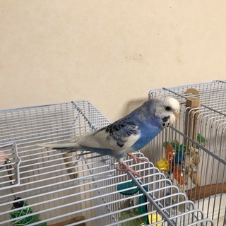 怪我して飛べないインコ