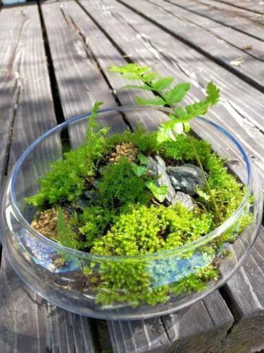 8900万年前の化石⑫、苔テラリウム
