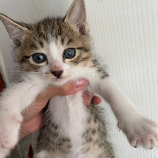 野良猫の男の子