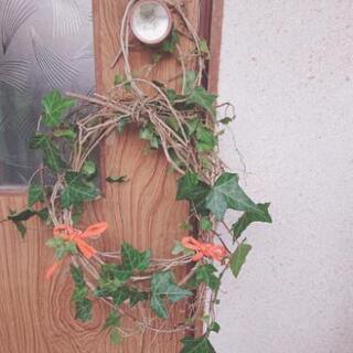 ☆無農薬☆ アイビーリース