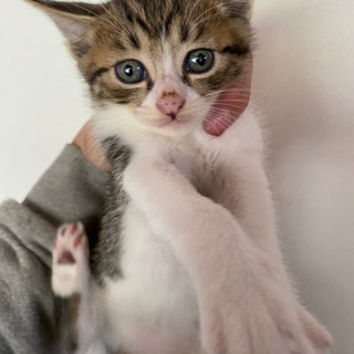 野良猫の男の子