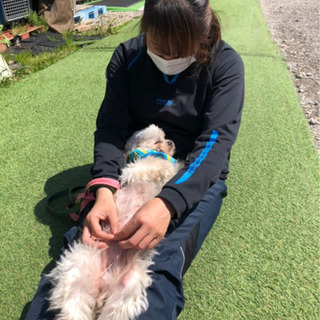 ニコニコのシーズー♀推定5-6歳 - 里親募集