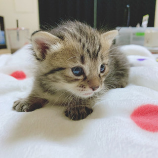 里親さん決定しました☺️生後1ヶ月❣️3匹の可愛いいニャンズです😽