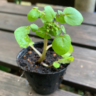 【期間限定】無農薬 クレソン 植物苗  ハーブ 根付き 大人気