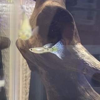 国産グッピー（ブルーグラスグッピー）