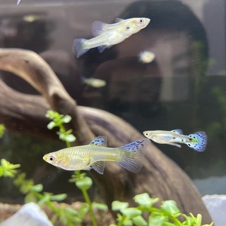 国産グッピー（ブルーグラスグッピー）の画像