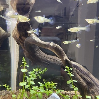 国産グッピー（ブルーグラスグッピー）の画像