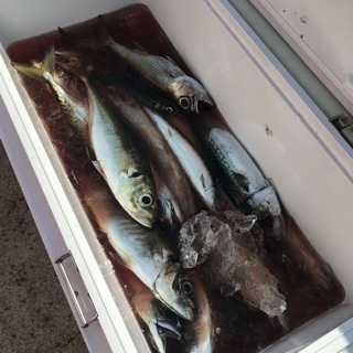 釣船仲間募集