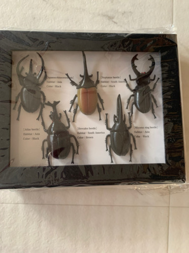 何か購入された方に差し上げます。昆虫