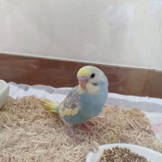セキセイインコレインボー
