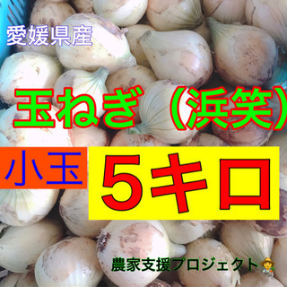 松山周辺　5/1お届け　玉ねぎ５キロ〜