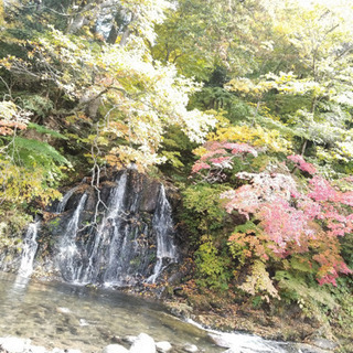 庭木剪定、草刈、伐採やります！