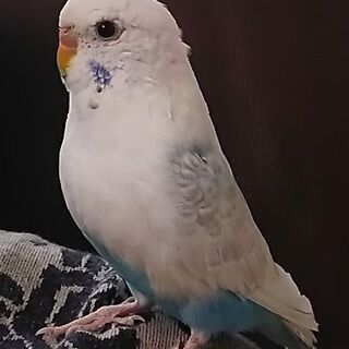 セキセイインコを探しています！！！