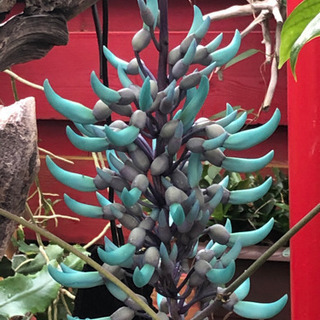 沖縄　植物好き　LINEのオープンチャット - 沖縄市