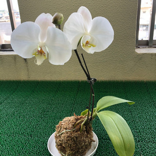 沖縄　植物好き　LINEのオープンチャット - チャット