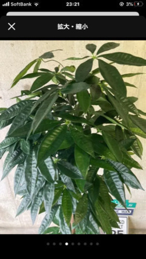 人工観葉植物　パキラ162