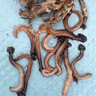 塩エラコ 海老粉「釣り餌」　100gの画像