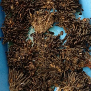 塩エラコ 海老粉「釣り餌」　100gの画像