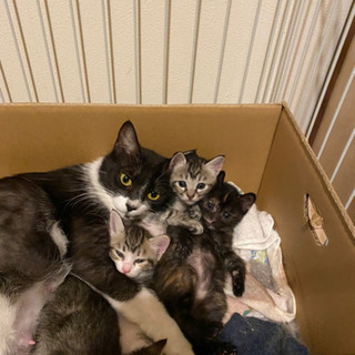 4月5日生まれの仔猫3匹と母猫の里親さんになっていただけませんか？