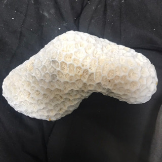 サンゴ白　中サイズ