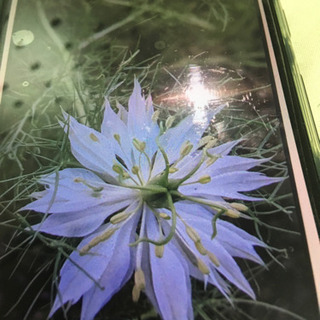 ニゲラの種③    おまけ付き