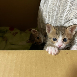 元気いっぱいおチビちゃん - 猫