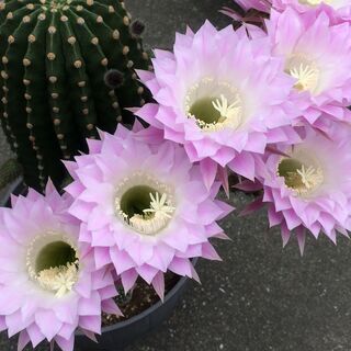 ★27＜花芽６個付き＞ 桃花短毛丸 縦9.5cm×横9.5cm ...