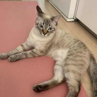 雄猫１歳　里親募集
