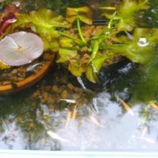 メダカ（めだか）の成魚、幼魚、稚魚ゆずります。 − 広島県