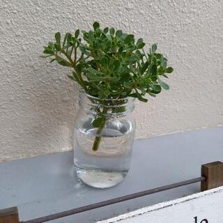 多肉植物 スパチュラツム カット苗 ②