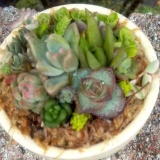 ミニミニ多肉植物　寄せ植え(素焼き鉢)