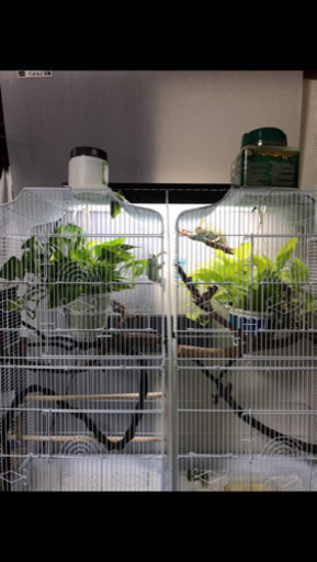 カメレオン飼育などに