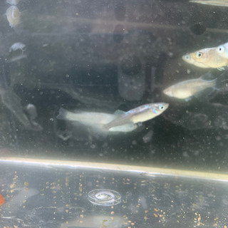 メダカ　ラメ幹之10匹程(お問い合わせ中)