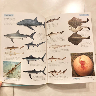 #12　小学館の学習百貨図鑑　魚貝の図鑑　レトロ　ビンテージ　コレクション　学研の画像