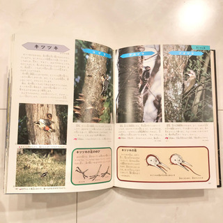 【ネット決済・#13　小学館の学習百貨図鑑　野鳥の観察　レトロ　ビンテージ　コレクション　学研の画像